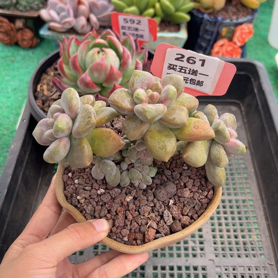 表妹精品多肉植物261.