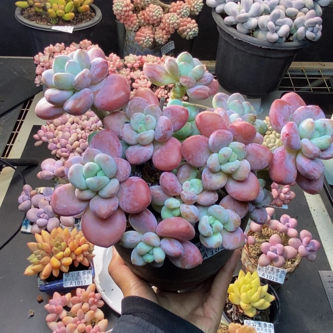 048樱花洛神多肉15cm