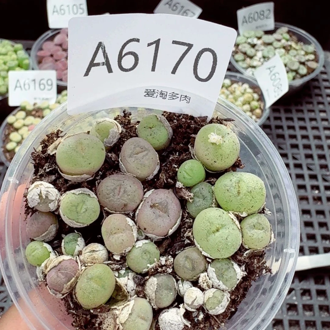 6170—生石花 生石花