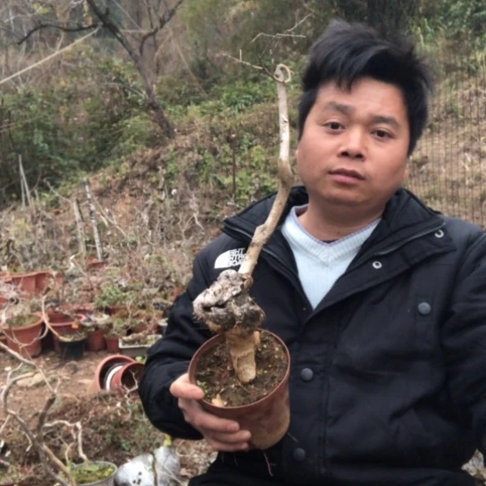 盆景素材盆栽绿植荣*