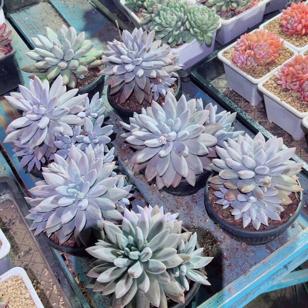 精品多肉植物老桩随机发一棵哥特萝莉