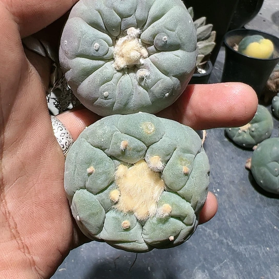 大****?两个一组 白肌皱u➕佛头