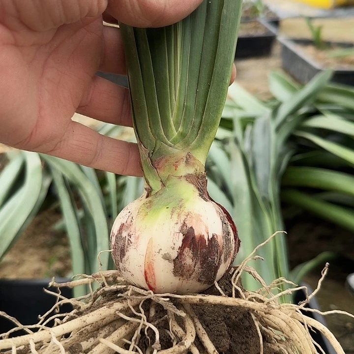 sv09朱顶红一棵6.0左右