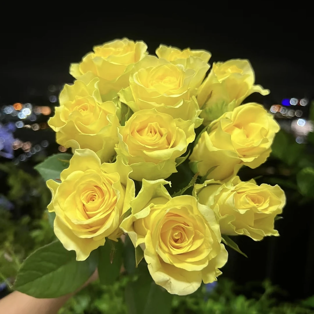 【大猩与花】浪漫沙滩玫瑰云南A级鲜花玫瑰70-75cm昆明直发包邮