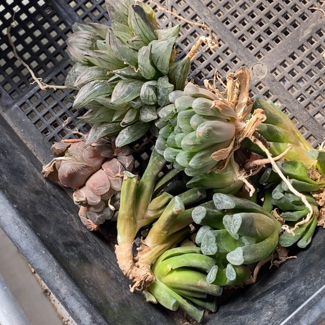 2828 一组开播福利