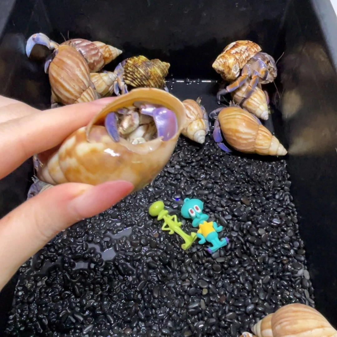 寄居蟹寄居蟹寄居蟹