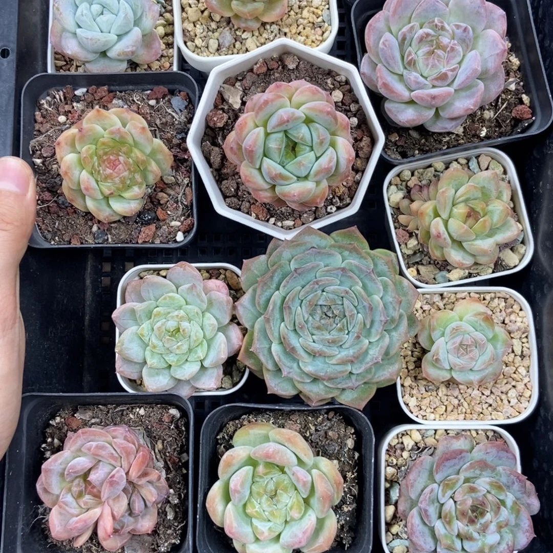 东篱下多肉植物哈哈哈哈哈