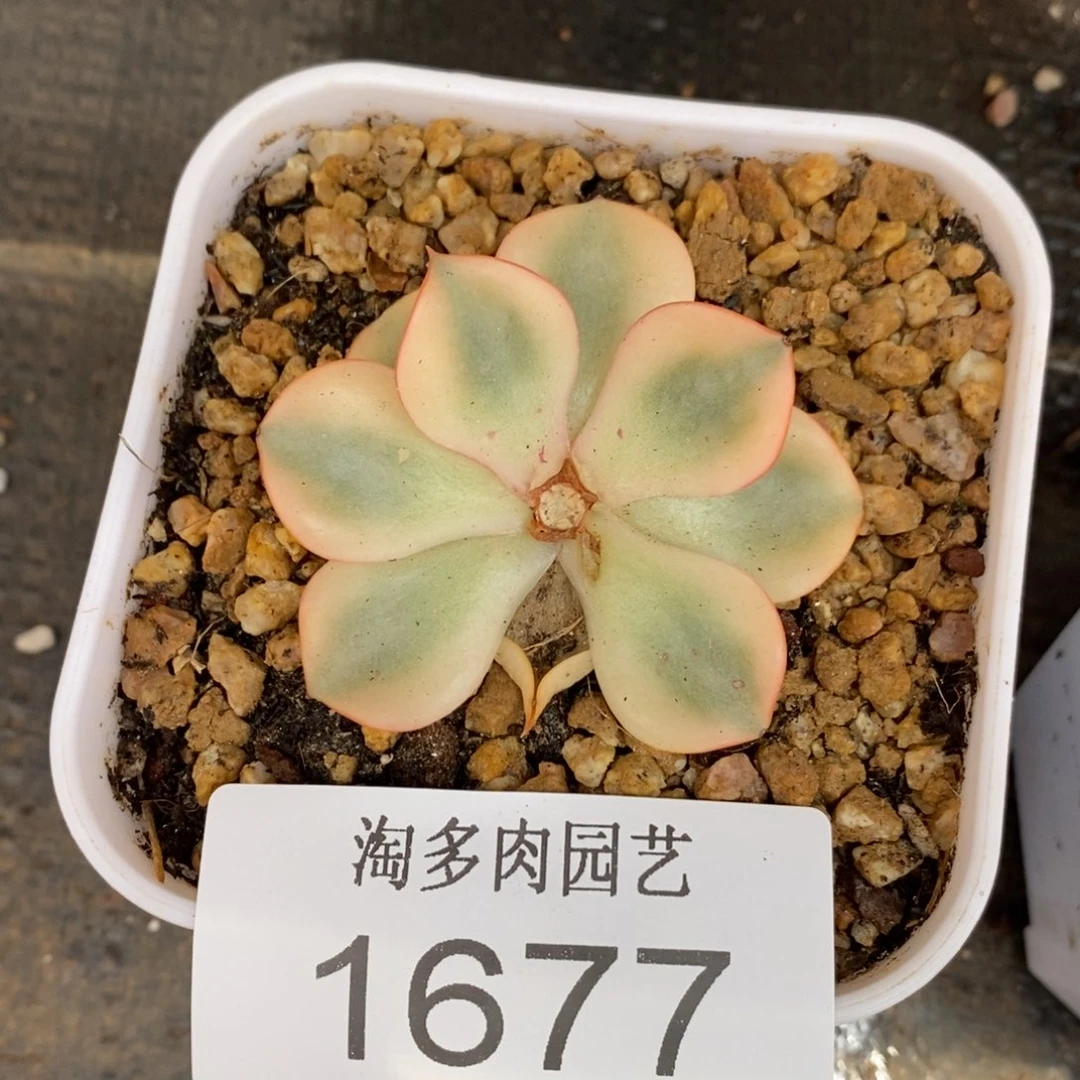 斗牛士底座多肉植物1677