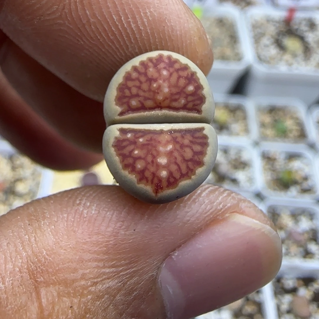 245 生石花大棚直播