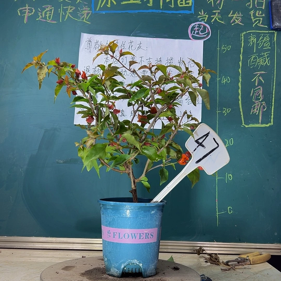 当前无花栽培后可以开花 热火桑巴  47