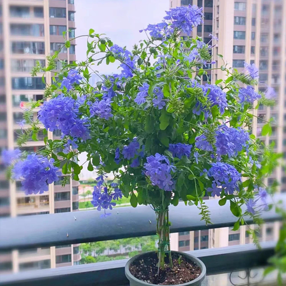 （蓝雪花棒棒糖）花卉绿植养花开花植物适合阳台院子四季开花植物