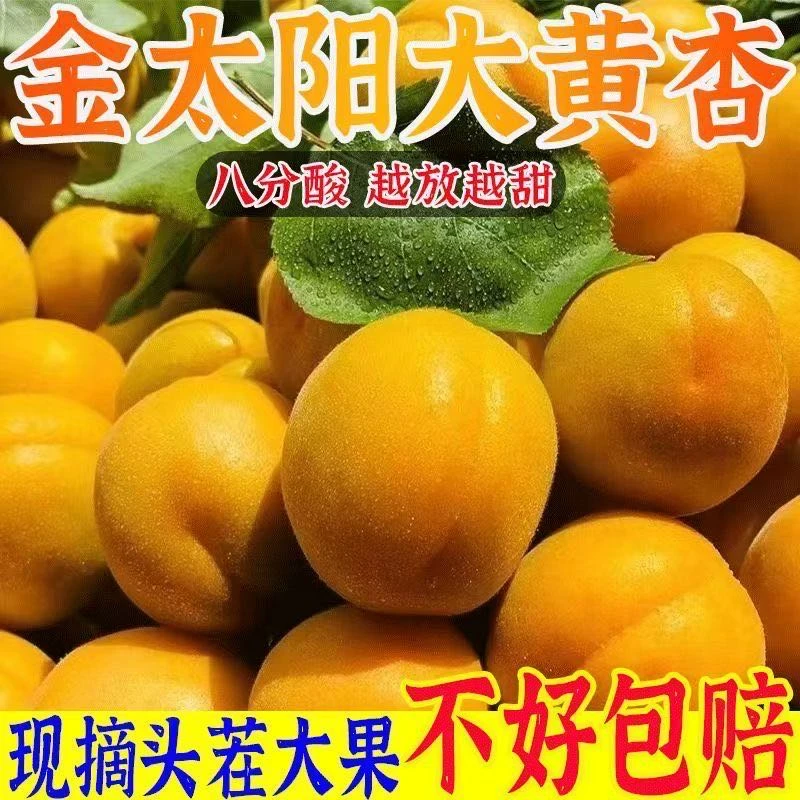 【5斤装】正宗头茬山西大黄杏酸甜脆爽孕妇水果当季现摘现发