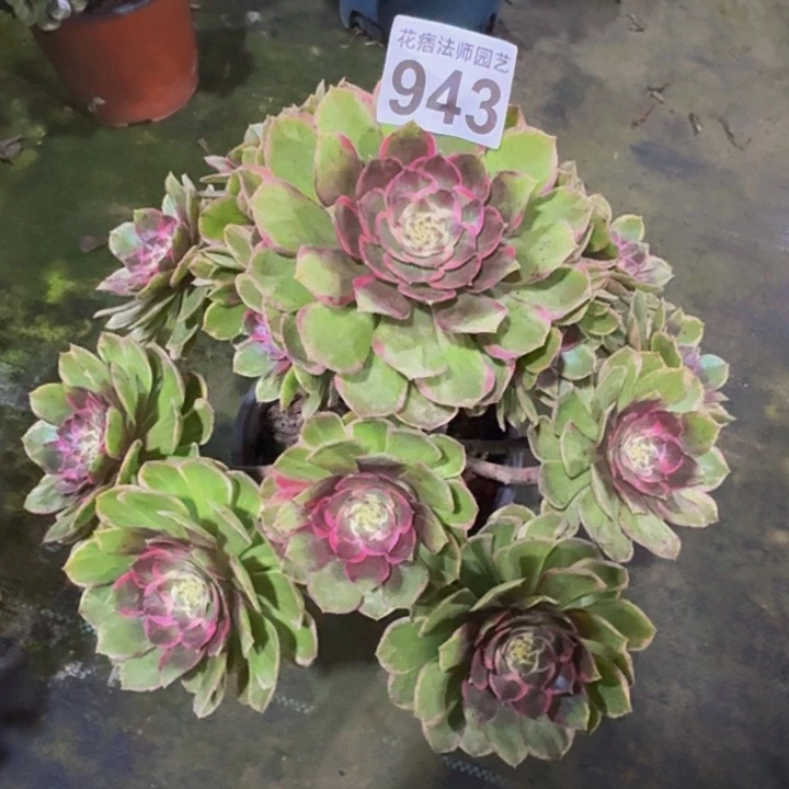 粉花妖94300000000