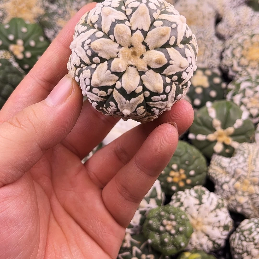 哈哈哈哈哈哈哈ｖ兜兜兜