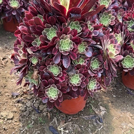 51加急发明天早上八点左右