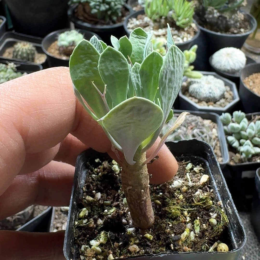 322黑黑殿带盆发货一个随机