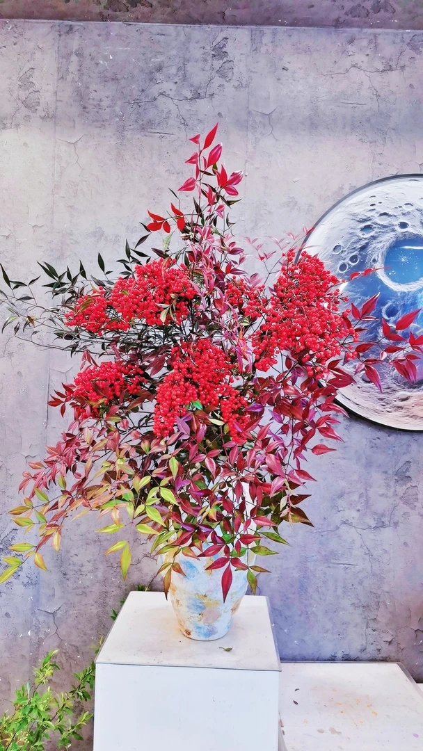【林涧】3A级南天竹果鲜切水培花材