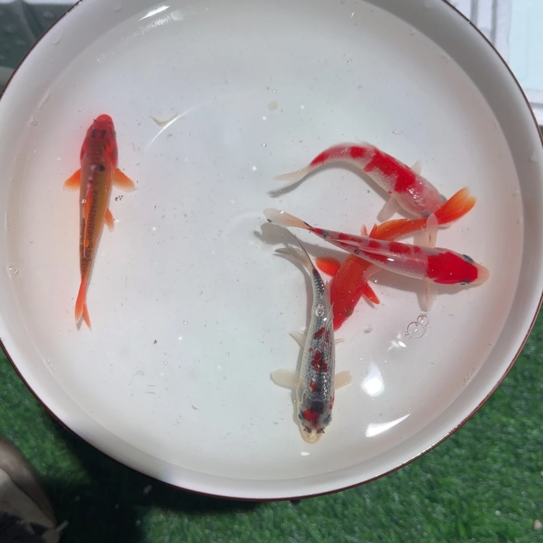 锦鲤锦鲤 观赏鱼锦鲤