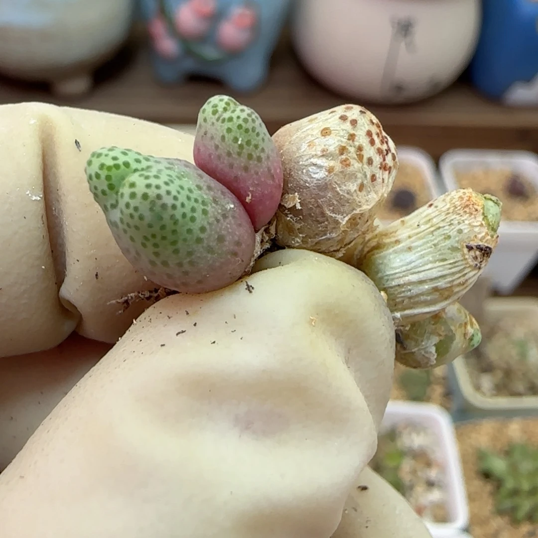 757园艺优选红斑马