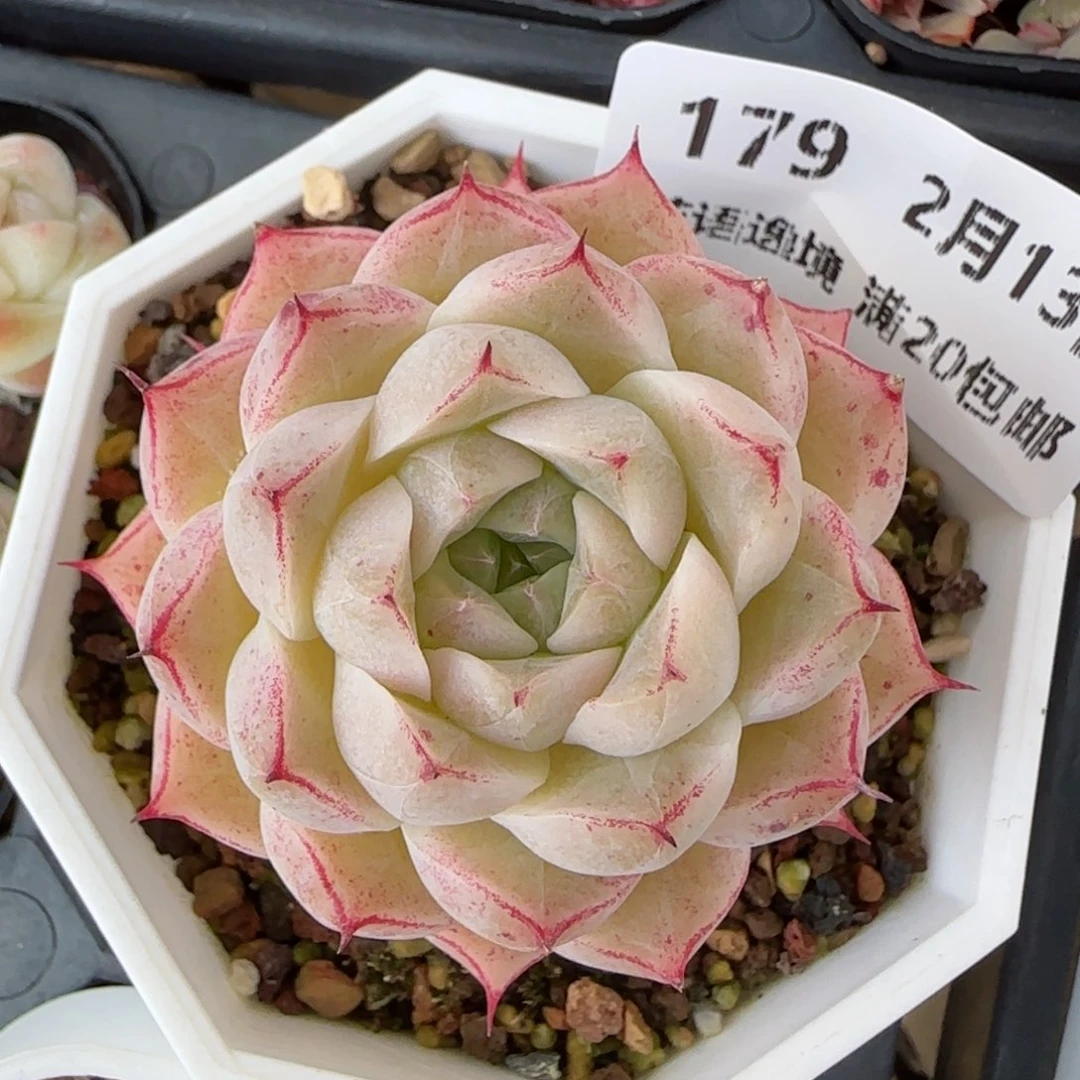花语逸境0213-179