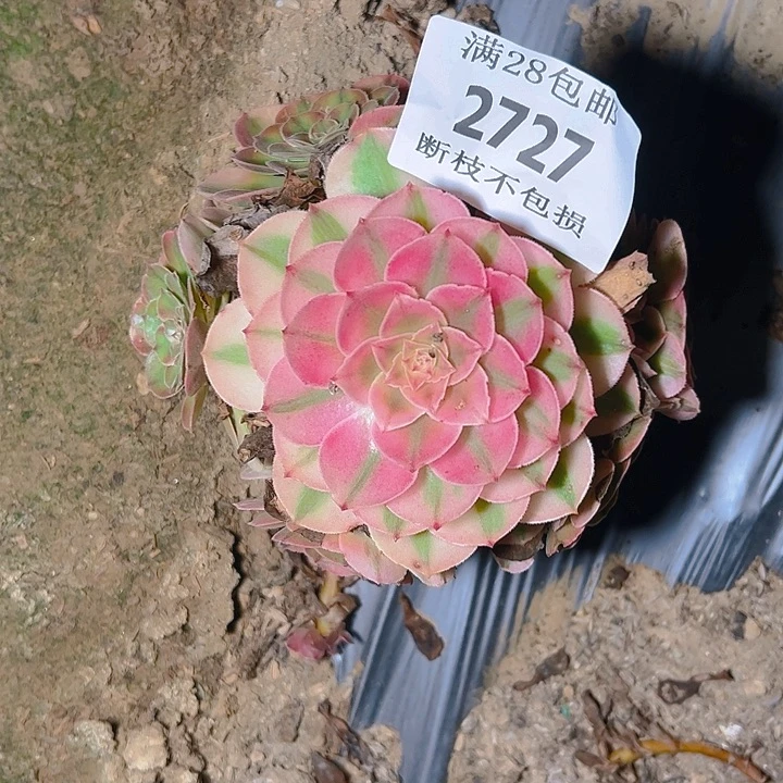 2727荔枝多肉植物保护