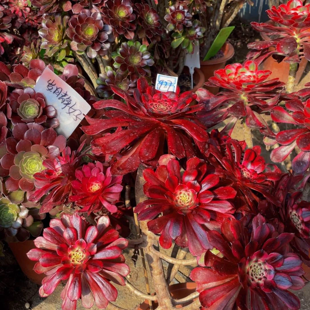 927鲜花老桩悬崖有疤