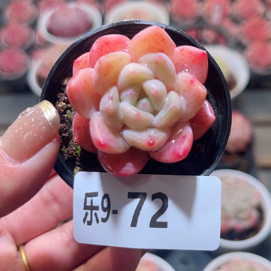 乐9-72 冰哇哇单头