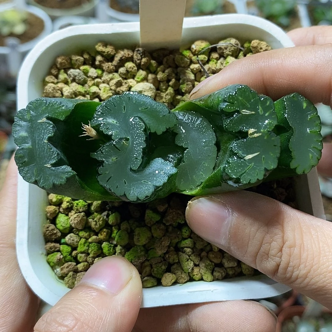 109正版鬼岩城哈哈哈哈