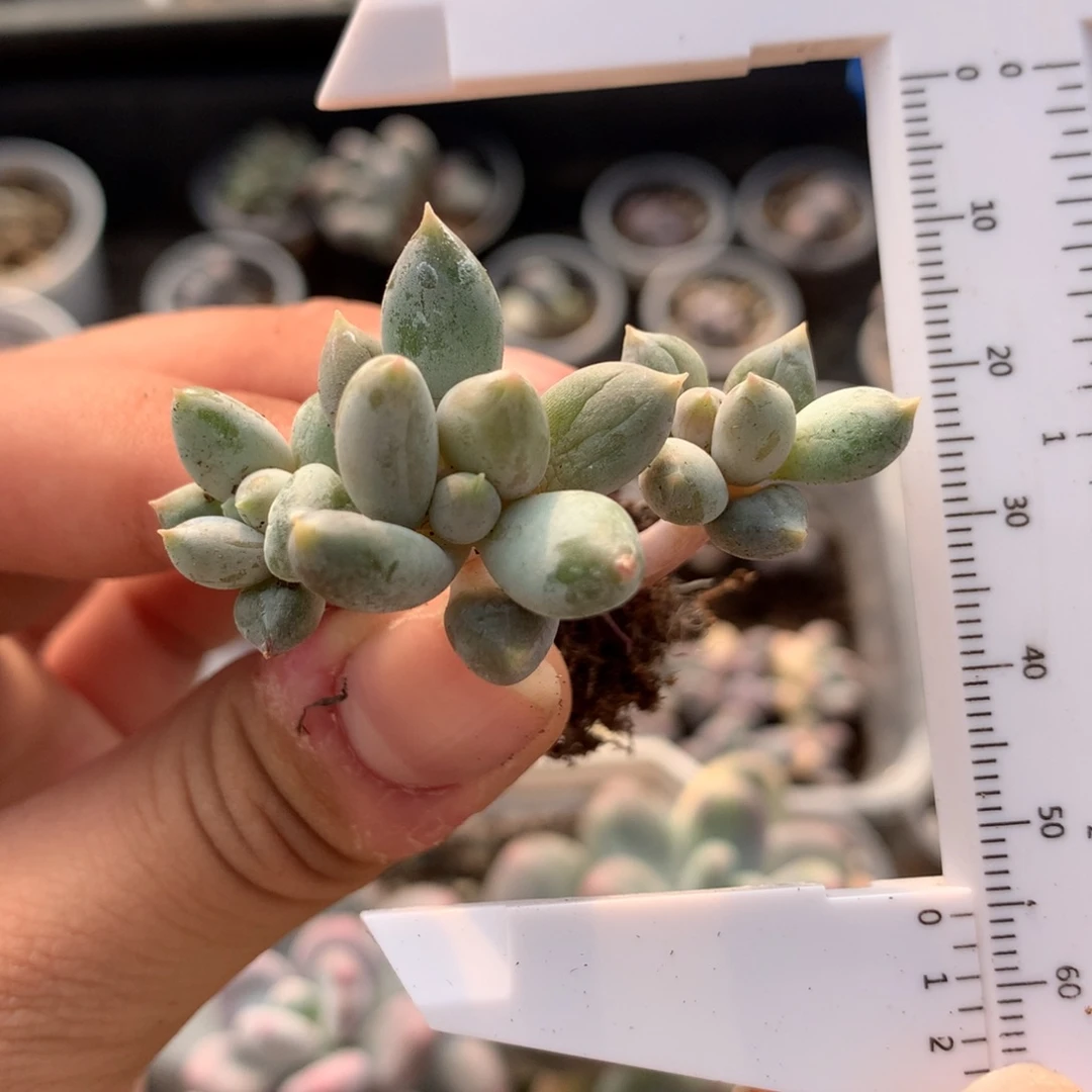 哥特萝莉福利无售后