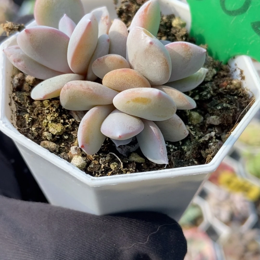 602奶茶多肉植物保护