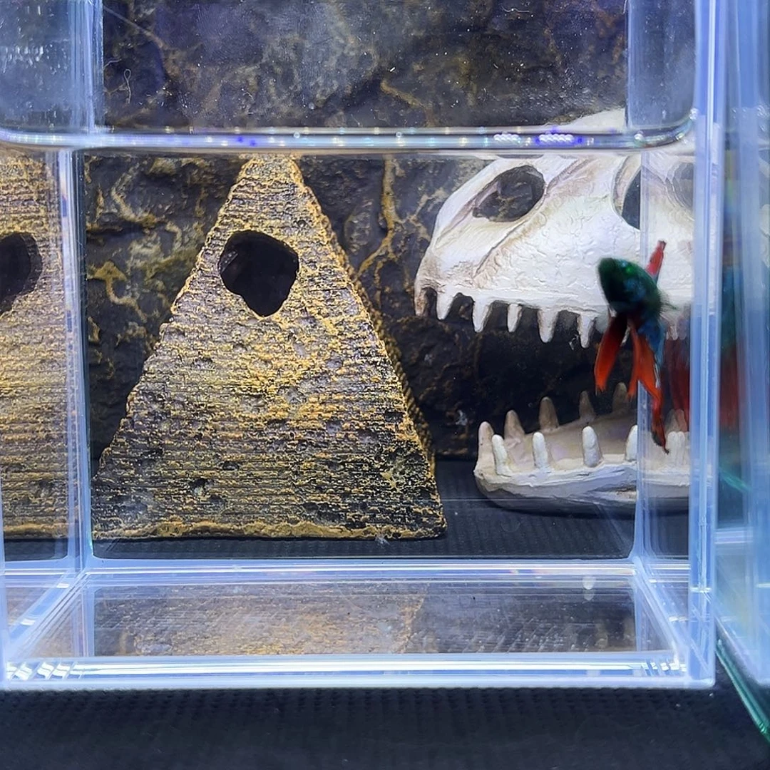 斗鱼精品精品精品精品精品精品