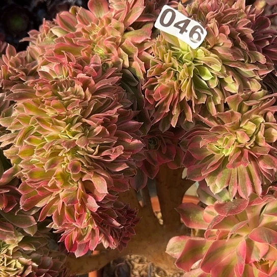 陶*店多肉植物一个