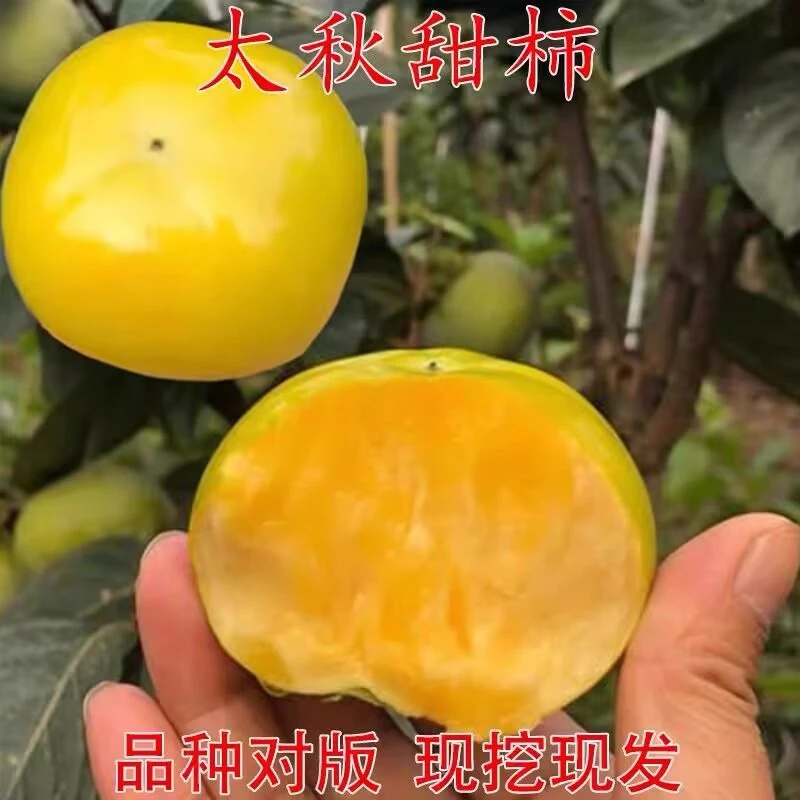 太秋脆甜柿子树苗嫁接无核柿子苗盆栽果树南北方种地栽脆甜柿子苗