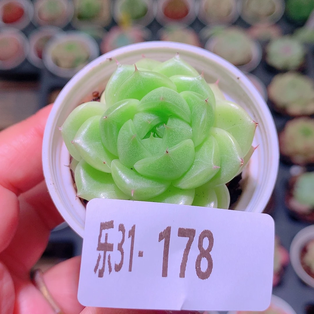 乐然31-178 麦秆单头