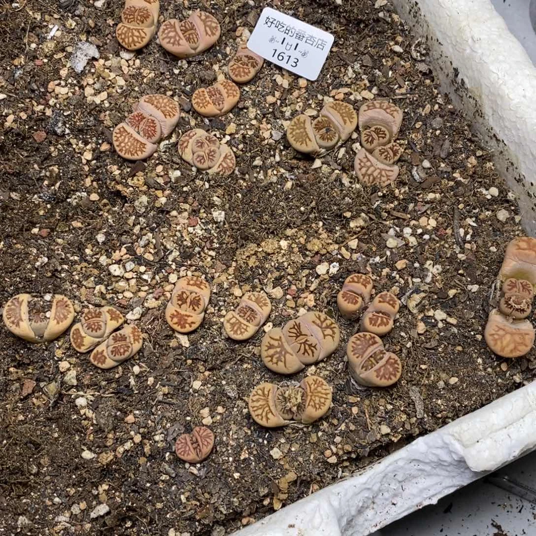 1613。19颗菊花石。