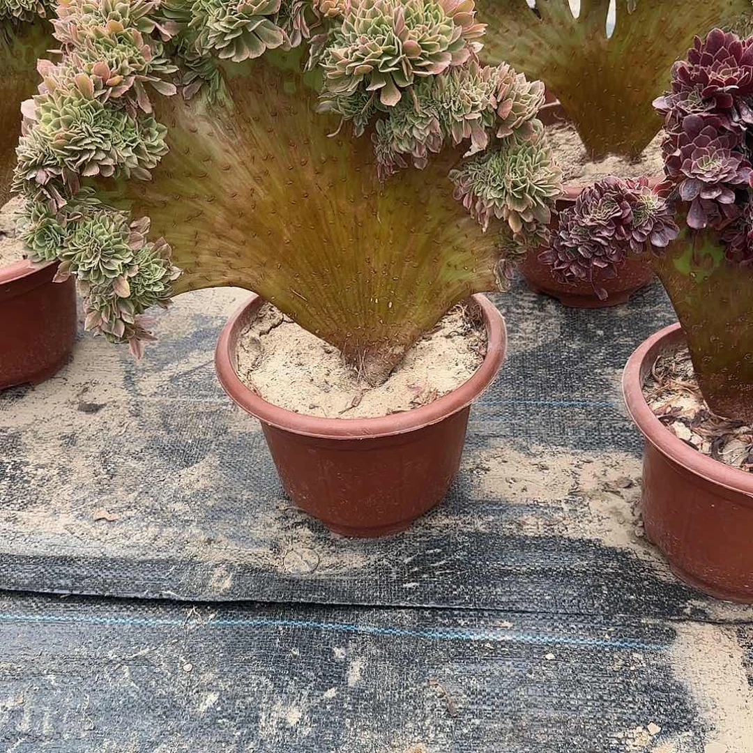 时***好斑斓一体化来咯哦哦哦