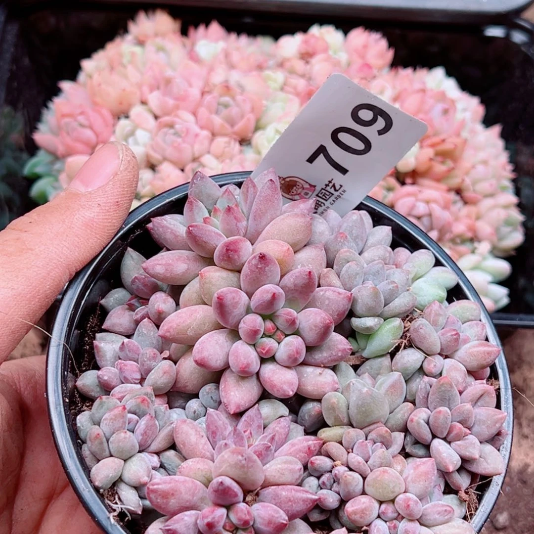 多肉植物多肉植物