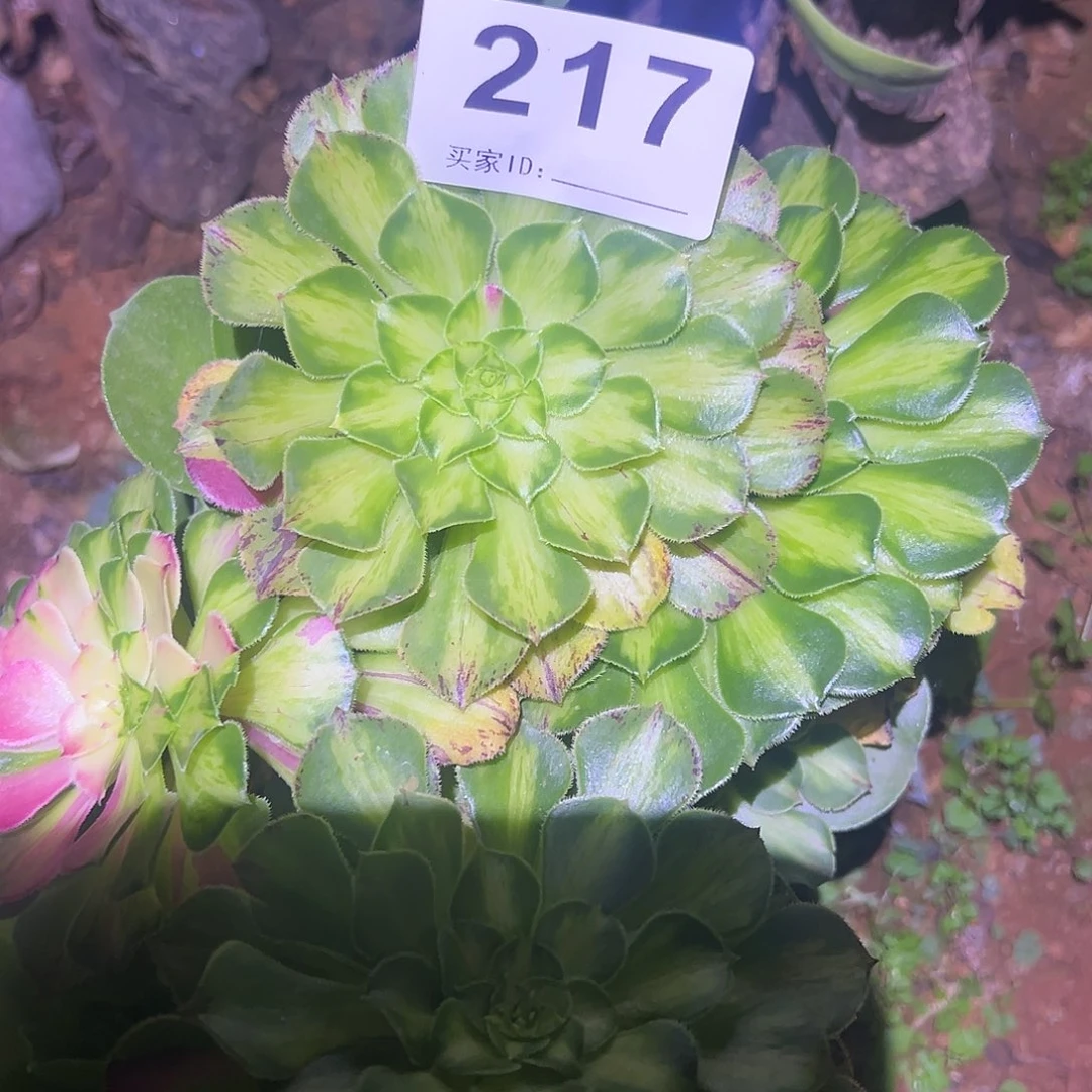 精品多肉植物217砍头绿知否