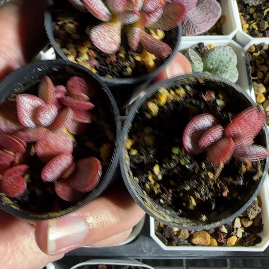 东赤兔水泡多肉植物