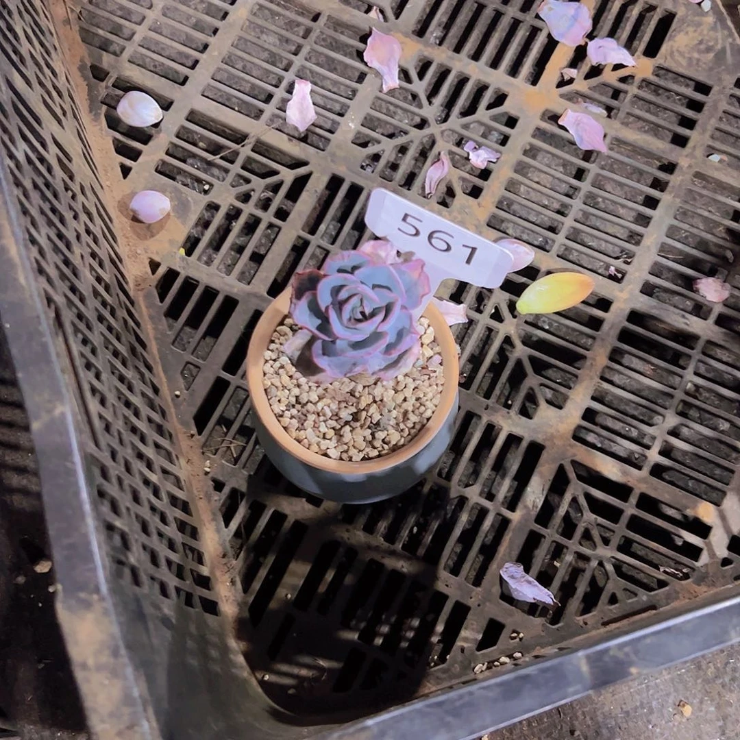 N561老桩10元元元元元