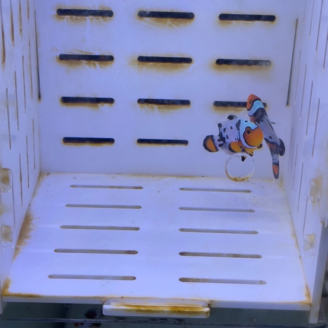 海水血印一对11111