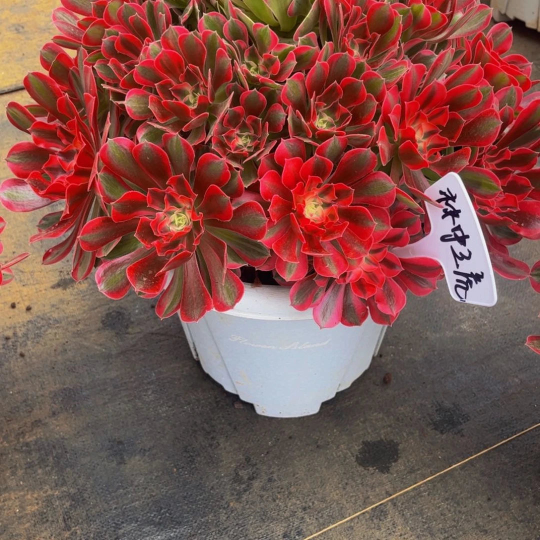 林***虎花样年华万圣节系列群生多肉植物万老桩大手捧精品多肉