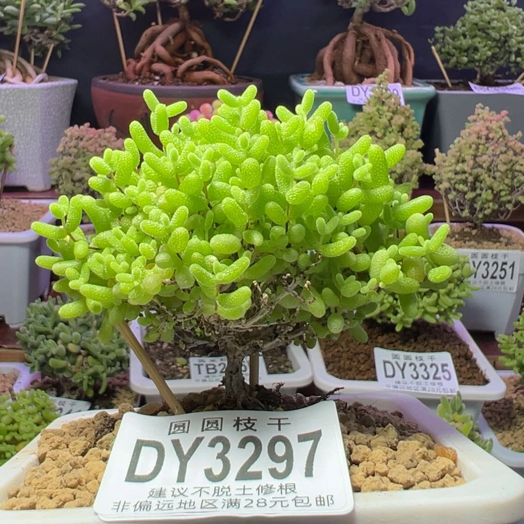 3297蜜橘糖球一物一拍