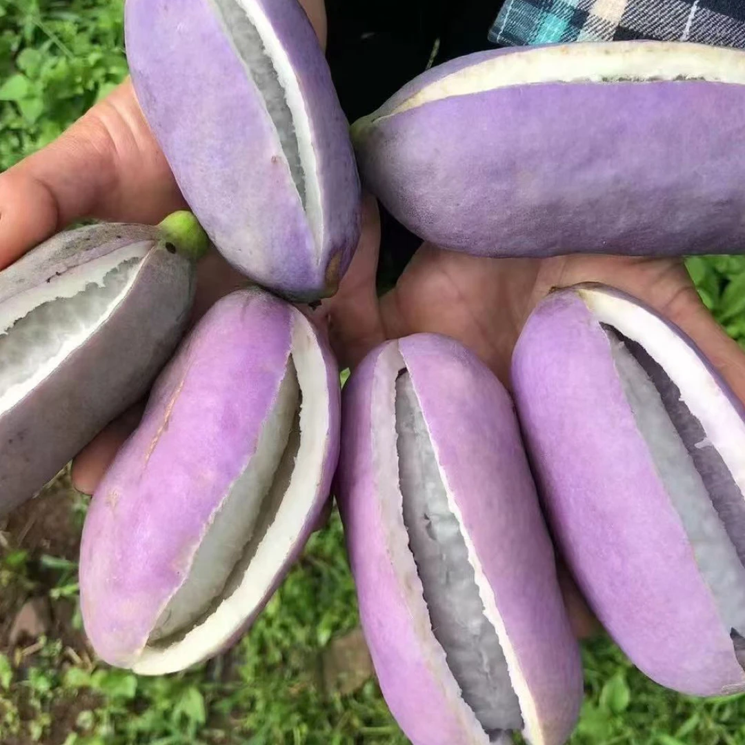 三叶木瓜新鲜采摘精品八月瓜顺丰江浙沪包邮