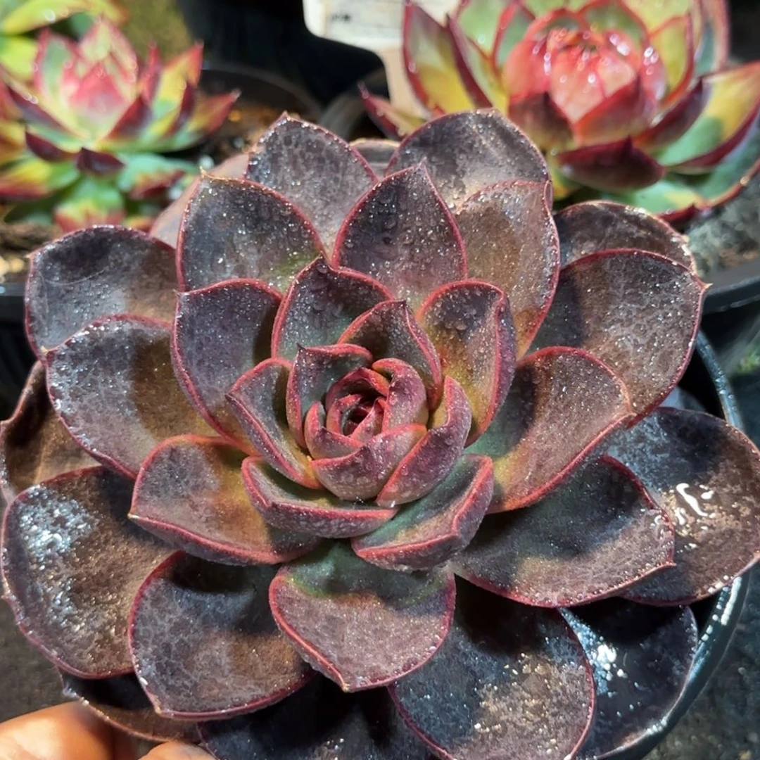 巧克力玫瑰惊鸿一物一拍包装收缩花旱