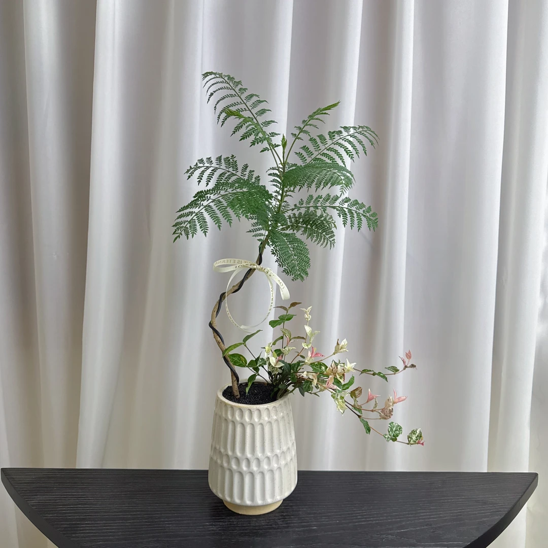 【蓝花楹&花叶络石】室内绿植桌面盆栽办公室好养客厅净化空气