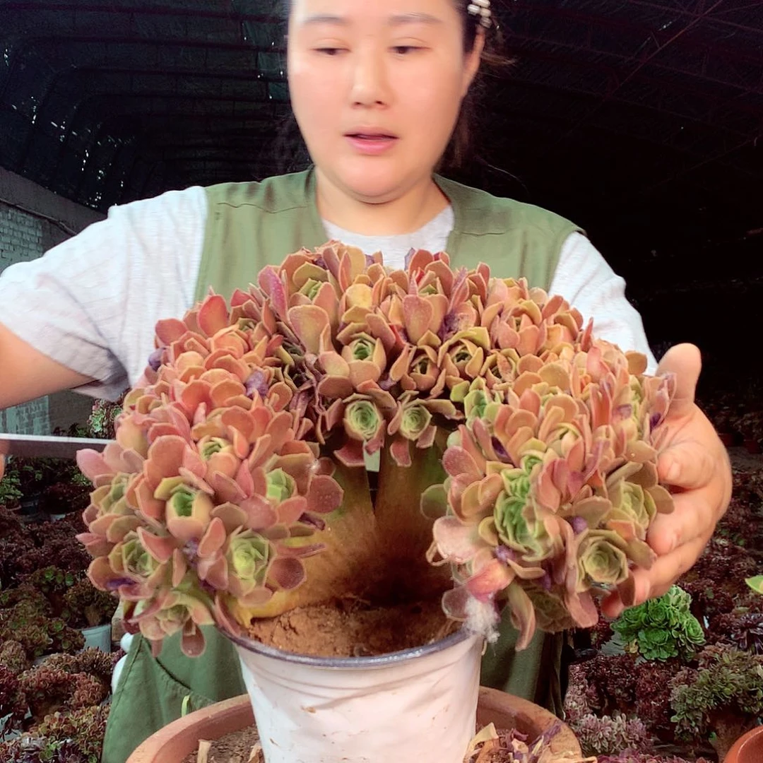 无花朵柒哥多肉法师不包侧断枝55