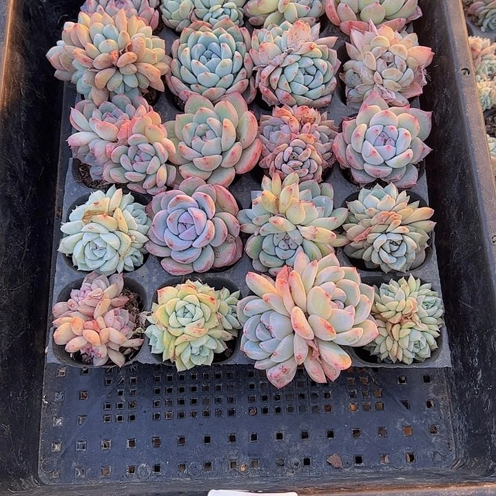 直播福利一物一拍68