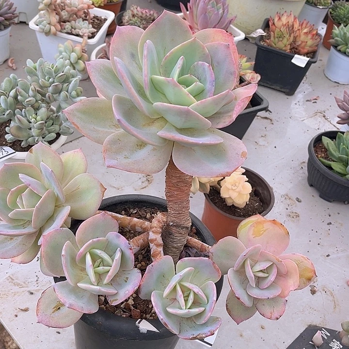 白凤2076多肉植物