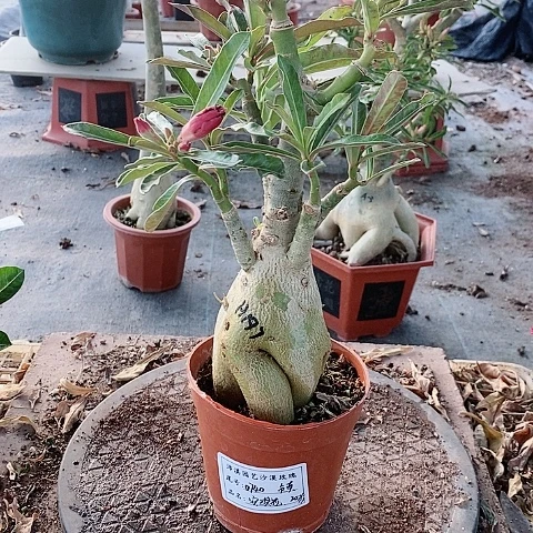 【闪购商品】无花朵贞*